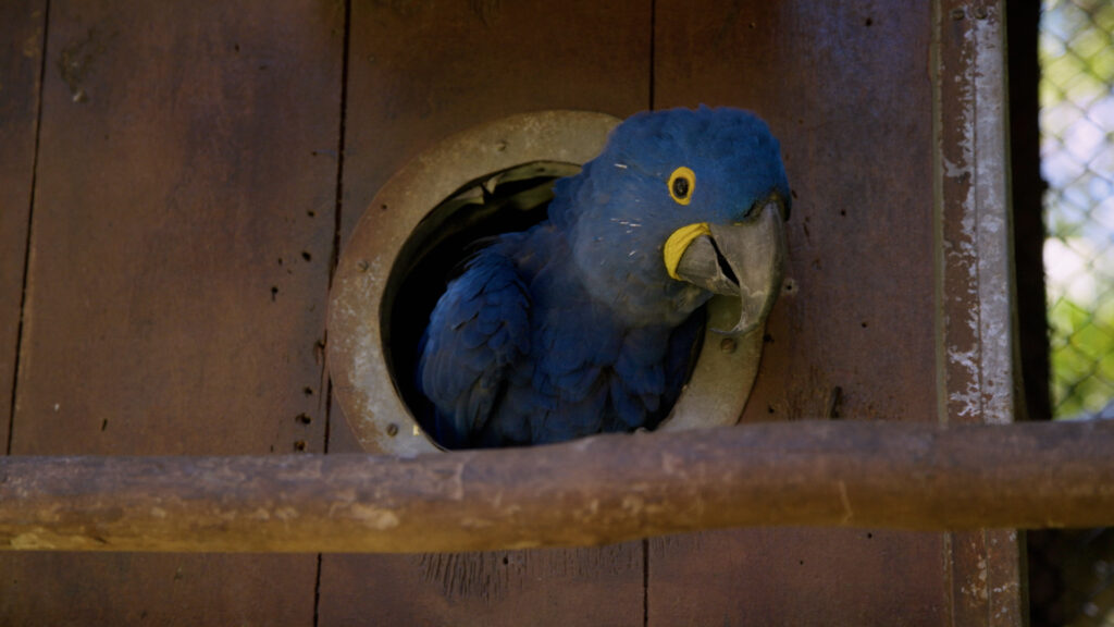 Entre operações aéreas, perseguições e ações sigilosas em áreas de preservação, série mergulha nos bastidores da guerra contra o crime ambiental no Brasil.
Foto: Divulgação/HBO Max
