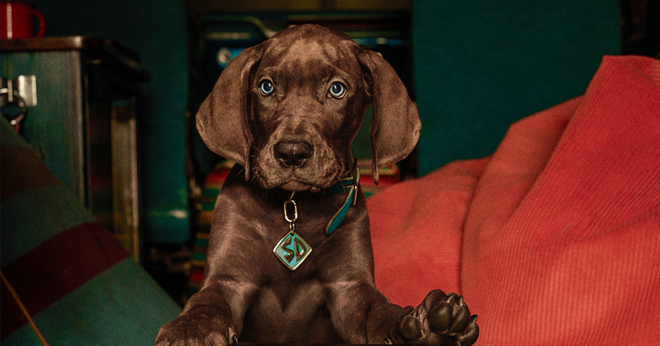 Scooby-Doo: A Origem encerra gravações e prepara primeiro mistério da turma para 2027